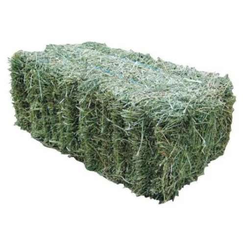 Bale of green hay on a white background
