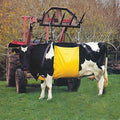 Cow with a yellow sheet underneath attached to a fork lift so it can lift the cow in a field