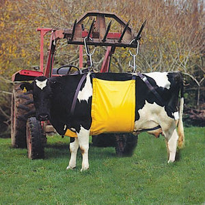 Cow with a yellow sheet underneath attached to a fork lift so it can lift the cow in a field