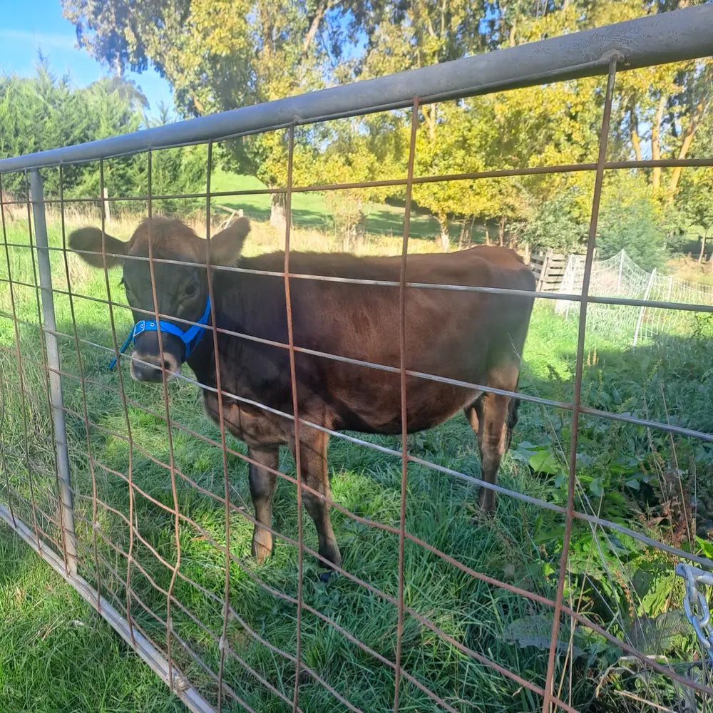13096 - Animal Accessories - Cattle Halter Webbing Cow - Blue - Austral Ag