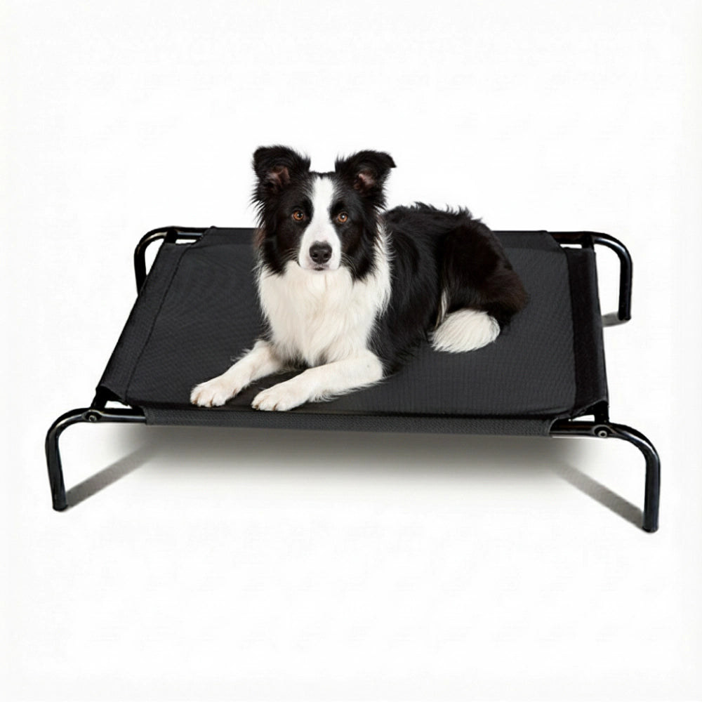 Border Collie lying on a black elevated pet bed with a white background