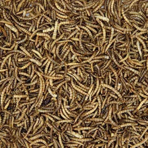 14500- Supplementation-Chicken Treat - Dried Mealworms-100g - Austral Ag
