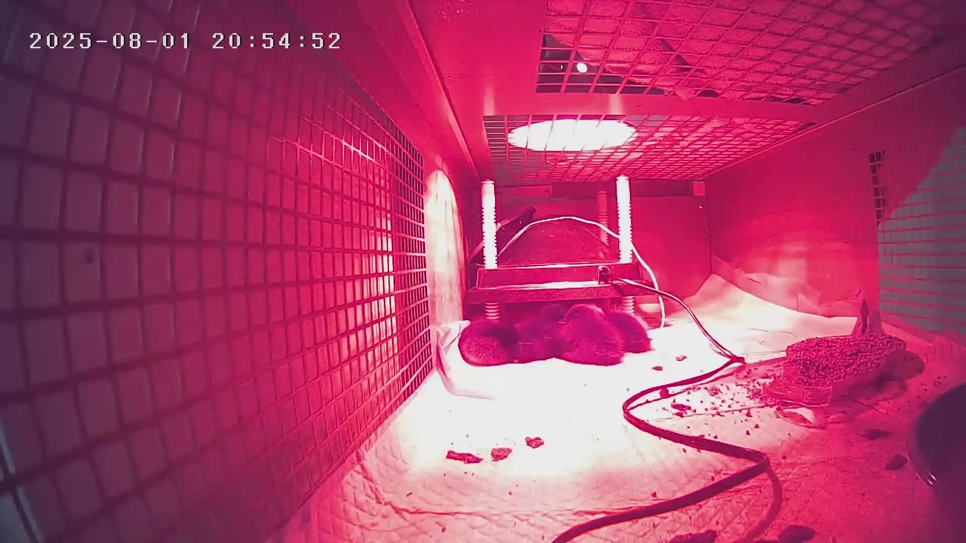 Red-tinted view of the inside of a metal brooding cage with Duckings keeping warm inside under a heating plate