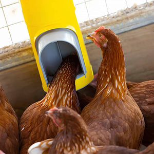 Bainbridge Chook Tower Feeder Animal Accessories Bainbridge Pty Ltd