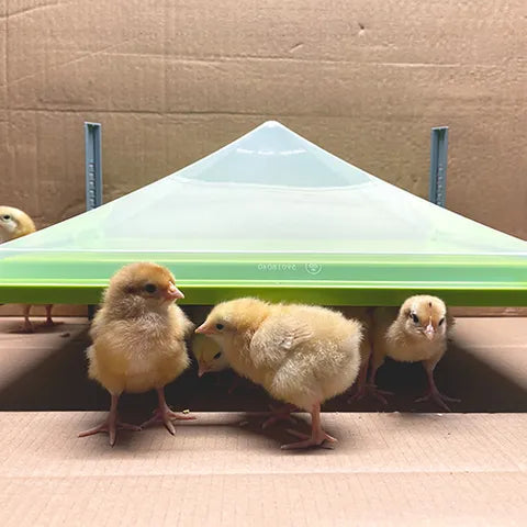 Cover For Chick Heating Plate