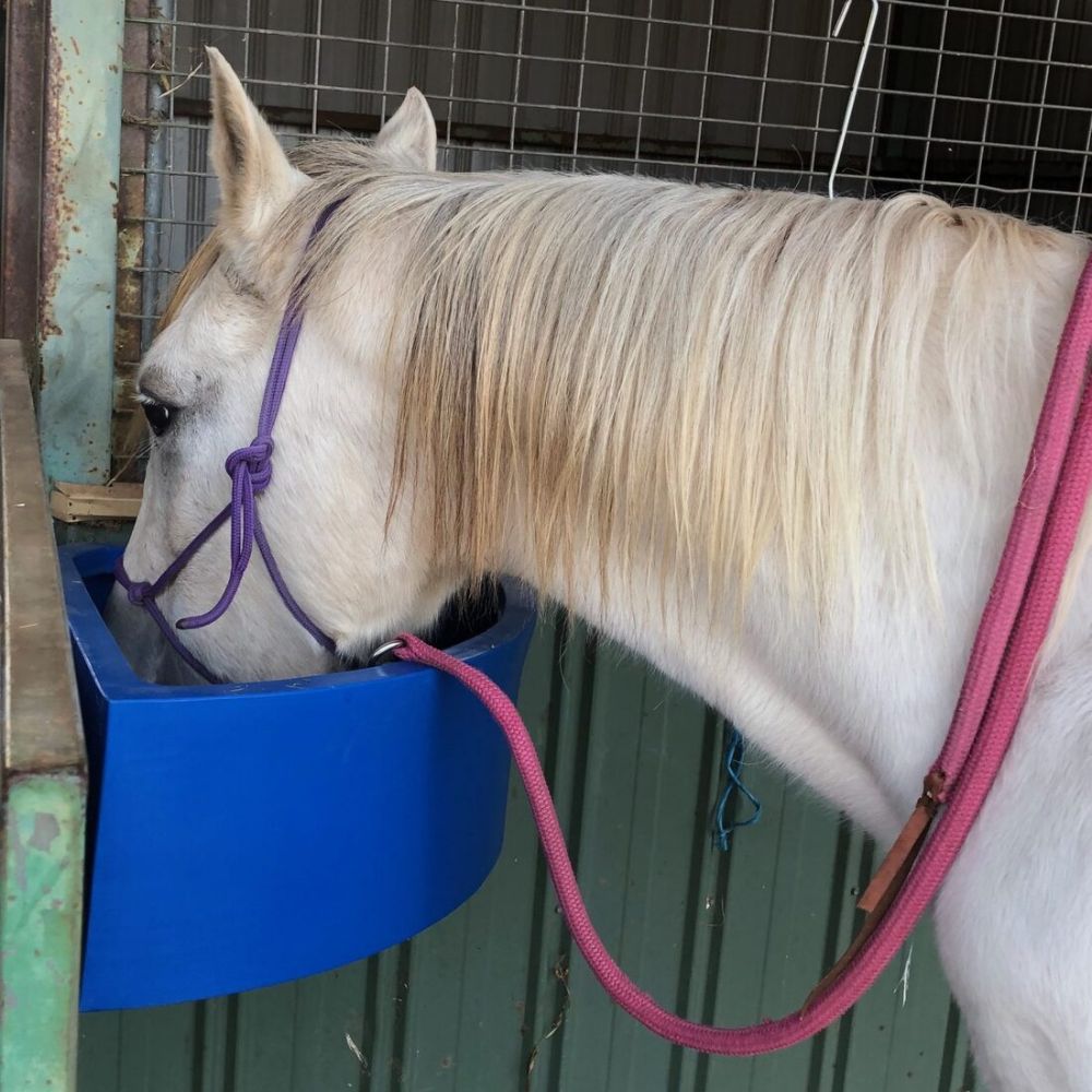White horse with a pink bridle eating from a blue corner feeder bowl in a stable.