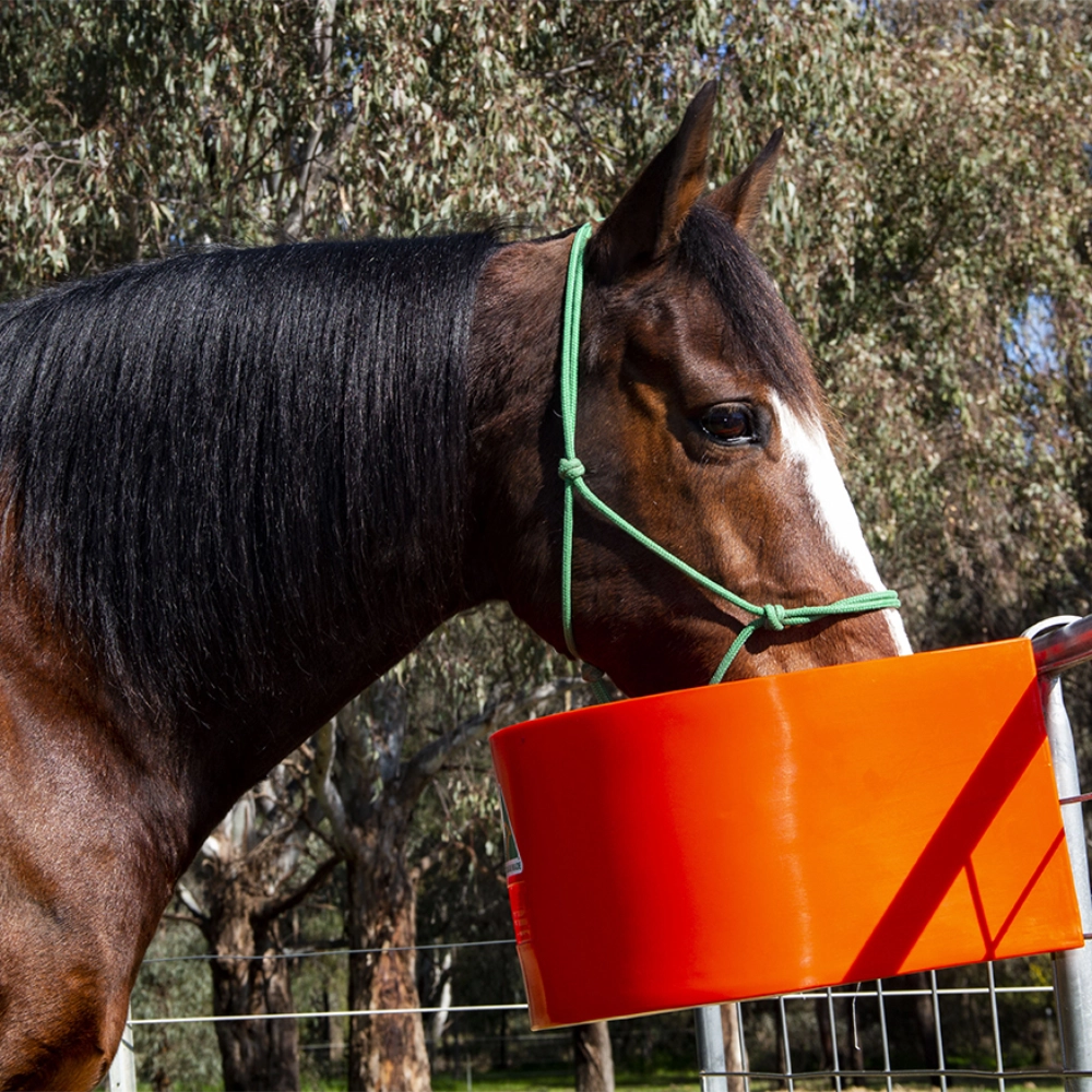 Horse with a green halter eating from an orange d-shaped animal feeder
