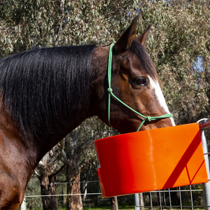 Horse with a green halter eating from an orange d-shaped animal feeder