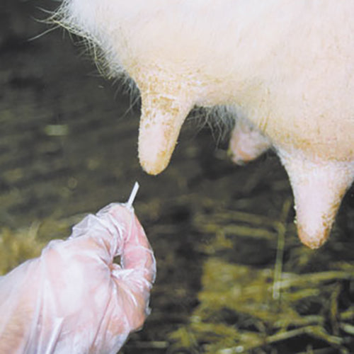 Teat Plugs with Ointment Animal Health Bainbridge   