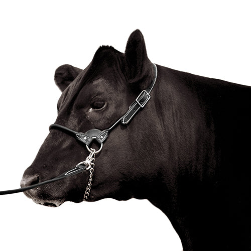 Leather Show Halter with Lead