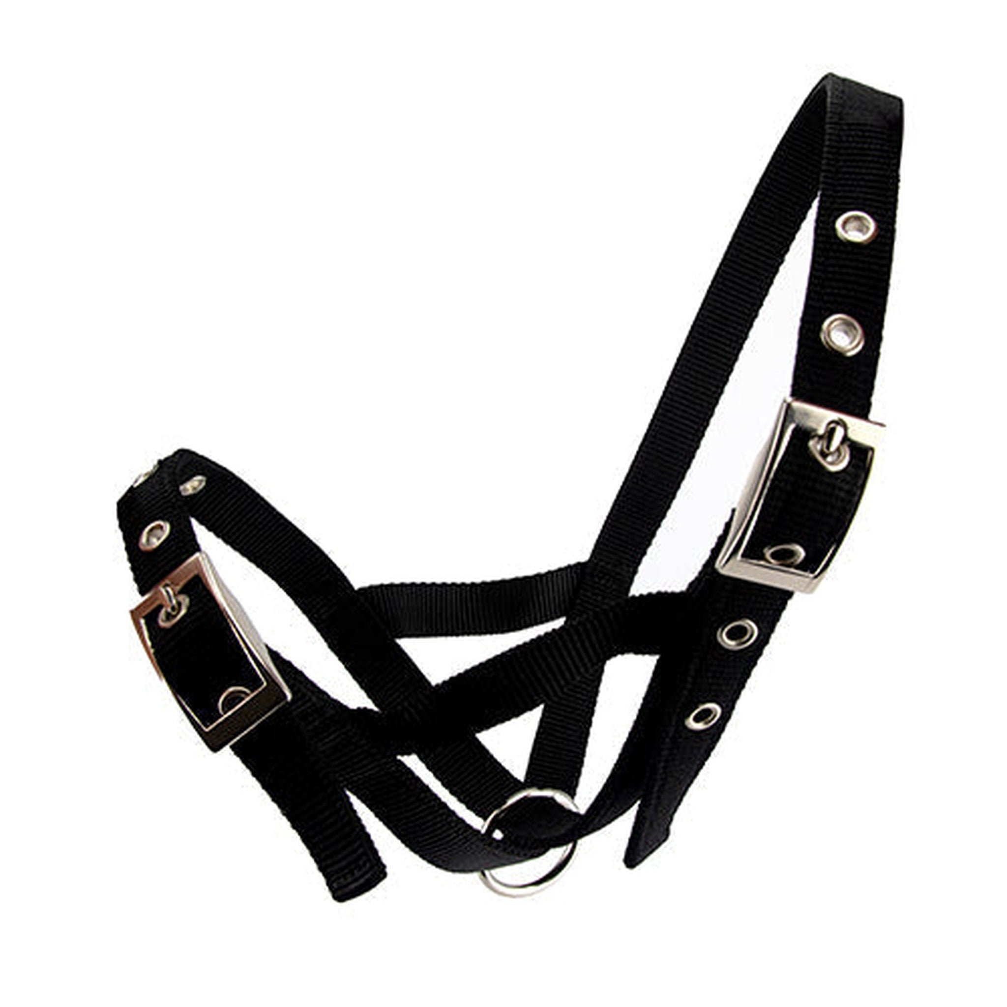 Cattle Halter Webbing Heifer Animal Accessories Bainbridge Black  