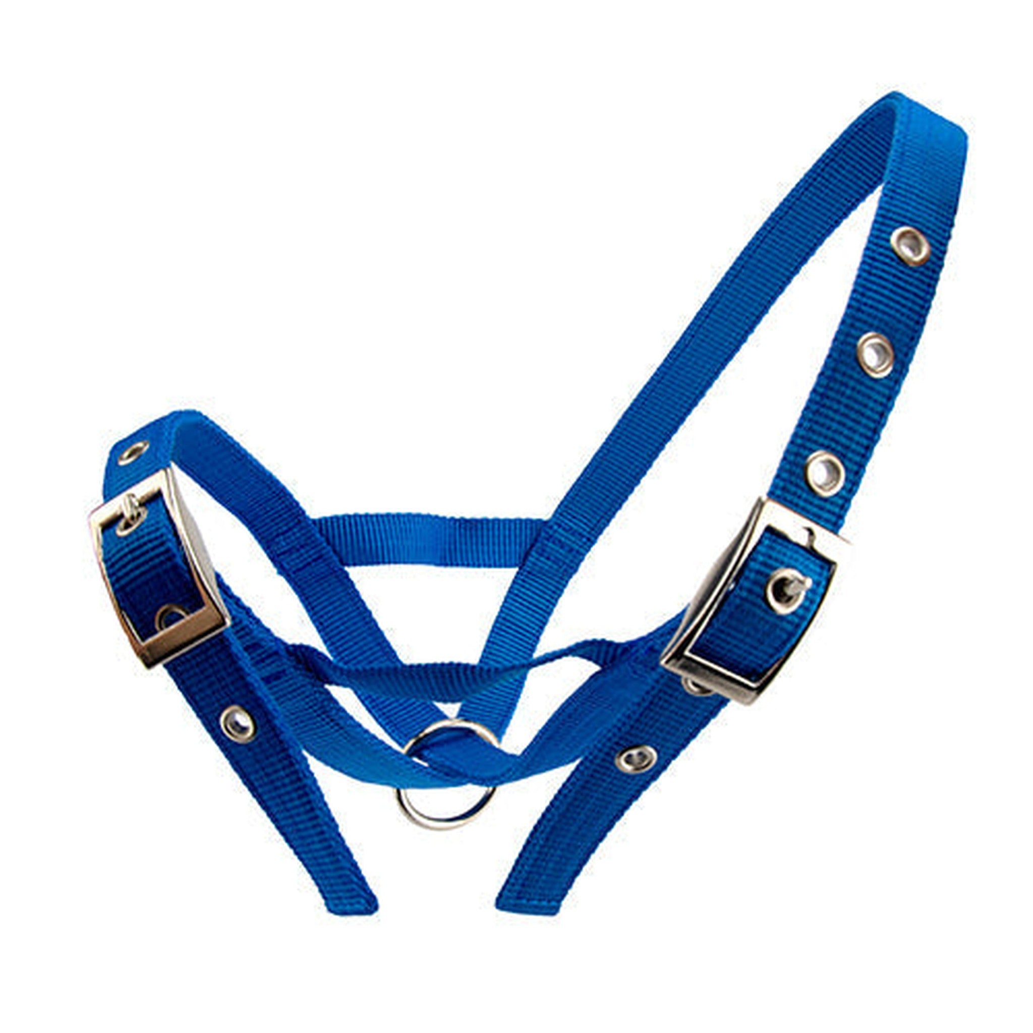 Cattle Halter Webbing Heifer Animal Accessories Bainbridge Blue  