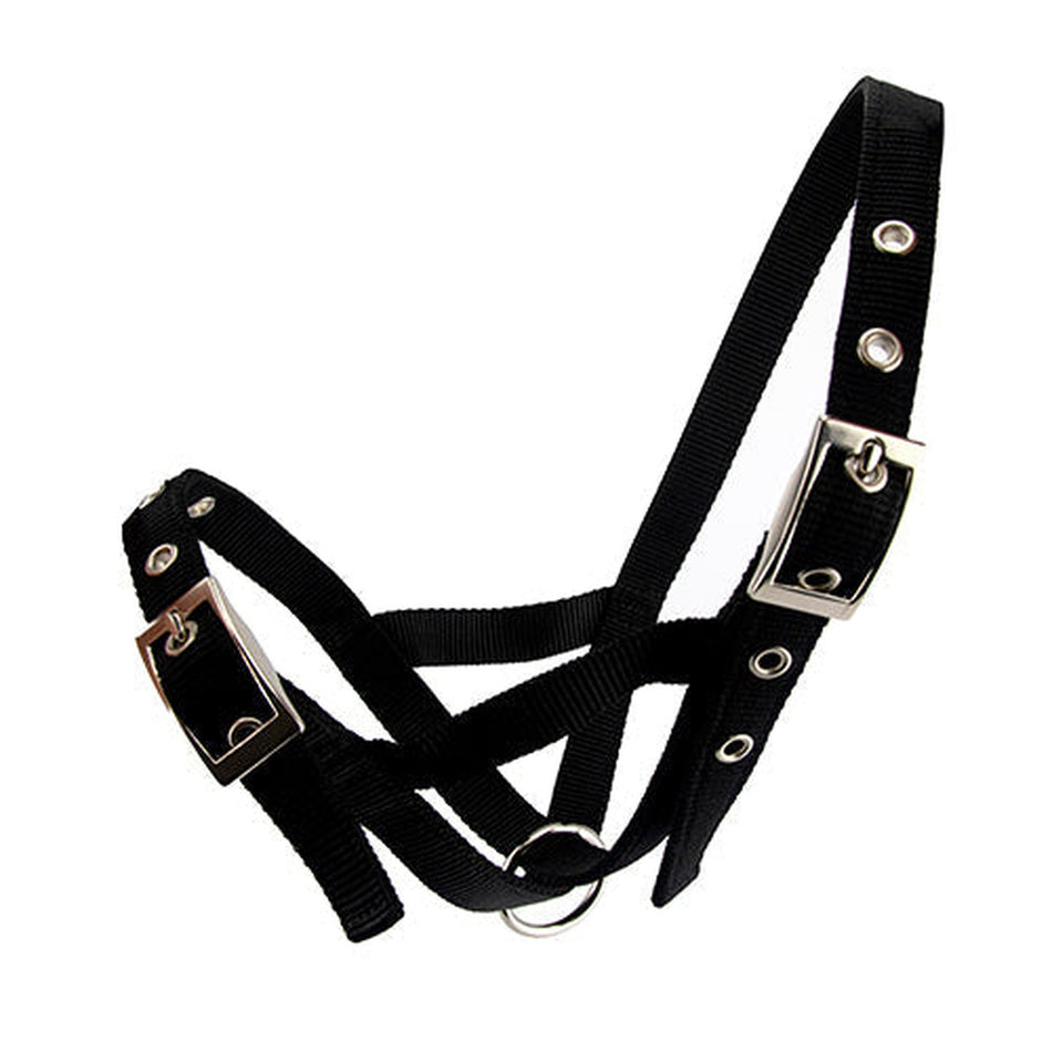 Cattle Halter Webbing Bull Animal Accessories Bainbridge Pty Ltd Black