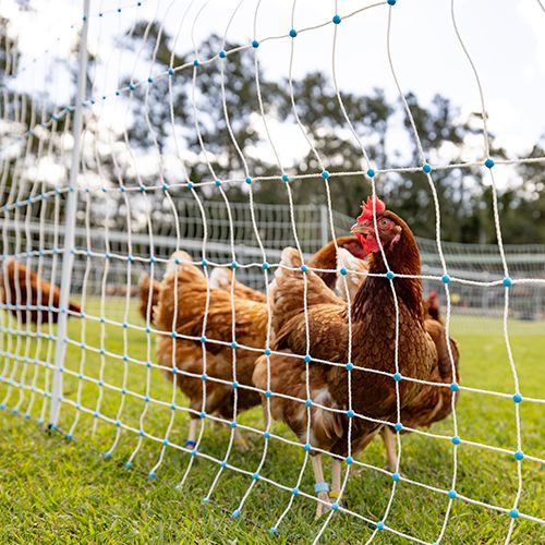 Poultry Netting Electrifiable Orange - 50m x 112cm
