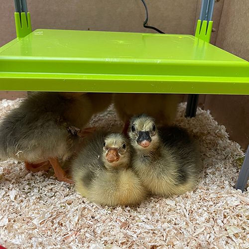 Chick Brooder Heating Plate