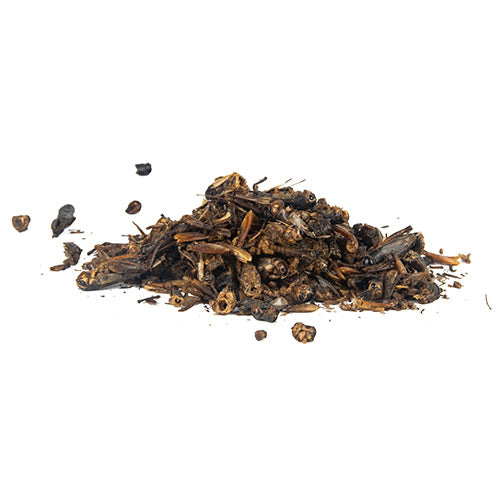 Heap of dried crickets for chickens on a white background