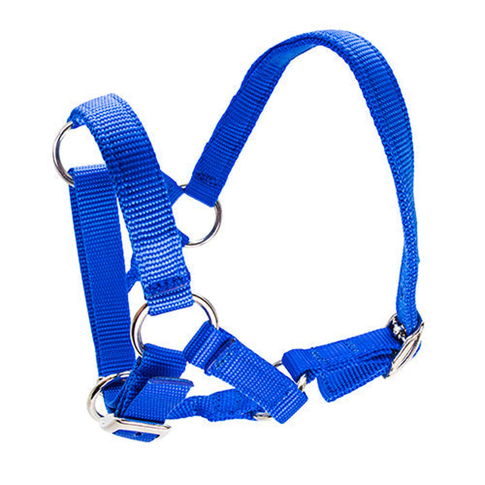 Halter for Alpacas Animal Accessories Bainbridge Pty Ltd Blue
