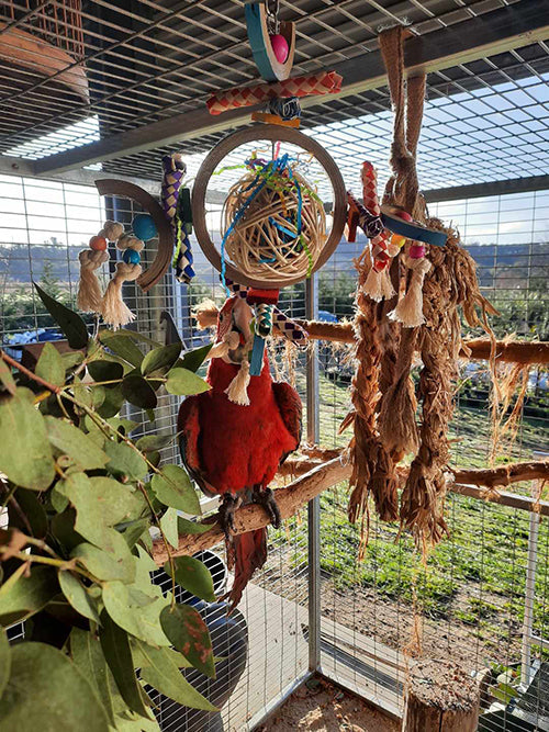 Bird Toy Destructive - Fiesta Dream Catcher Animal Accessories Bainbridge Pty Ltd Default Title