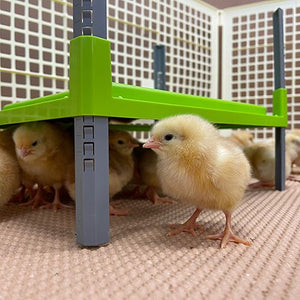 15456 - Animal Accessories - Chick Brooder Heating Plate - Small - Austral Ag