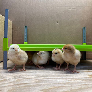 18544 - Animal Accessories - Chick Brooder Heating Plate - Large - Austral Ag