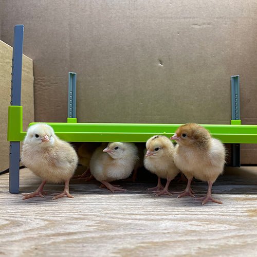 18544 - Animal Accessories - Chick Brooder Heating Plate - Large - Austral Ag
