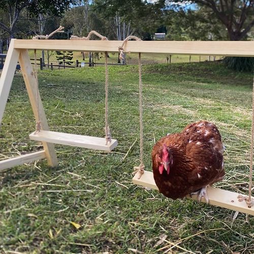 14507 - Animal Accessories - Chicken Swing - Double - Wooden Playground Chook Toy - Austral Ag