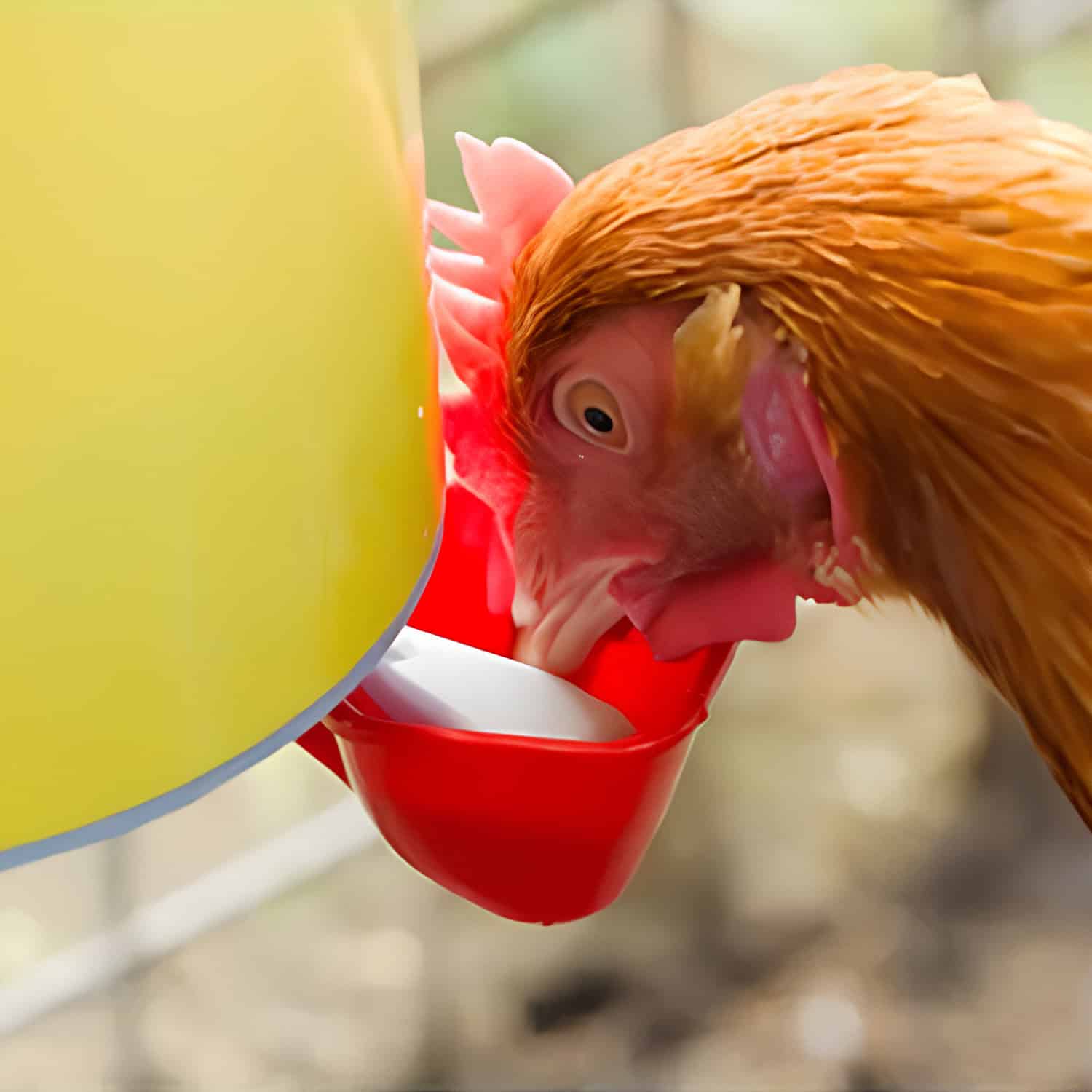 15436 - Animal Accessories - Chook Tower - Tall Poultry Drinker - Austral Ag