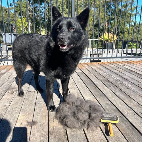 14360 - Animal Accessories - Dual - Purpose Pet Slicker and Brush Combo - Austral Ag