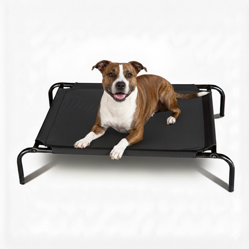 13881 - Animal Accessories - Elevated Mesh Dog Bed - Medium - Austral Ag