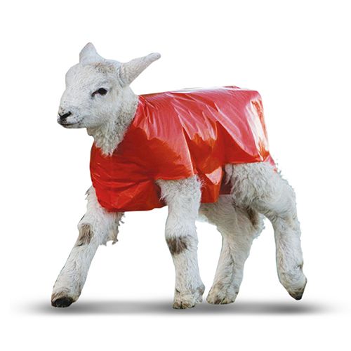Lamb Blanket 50 Pk - Animal Accessories - Austral Ag