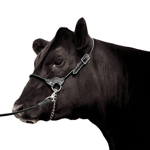 13072 - Animal Accessories - Leather Show Halter with Lead - Black - Medium - Austral Ag