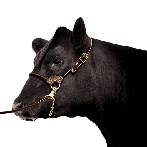 13068 - Animal Accessories - Leather Show Halter with Lead - Brown - Medium - Austral Ag