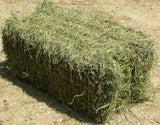 Lucerne - Prime, Small Square Bale Feed SM & KM Steinhardt Default Title