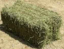 Lucerne - Prime, Small Square Bale Feed SM & KM Steinhardt Default Title