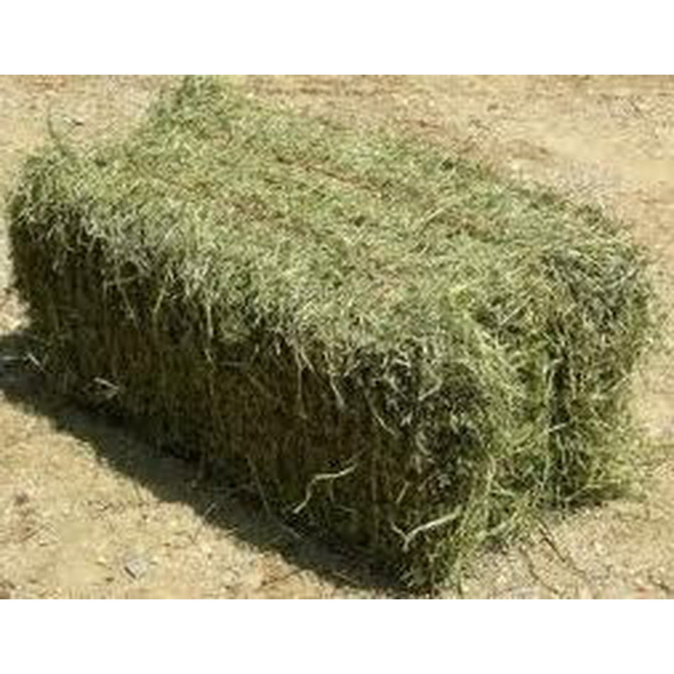 Lucerne  Grassy (Rhodes),  Square Bale Feed SM & KM Steinhardt Small  