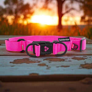 13989 - Animal Accessories - Nylon Double Ring Dog Collar Premium - Pink - Medium - Austral Ag