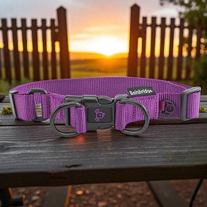 13998 - Animal Accessories - Nylon Double Ring Dog Collar Premium - Purple - Large - Austral Ag