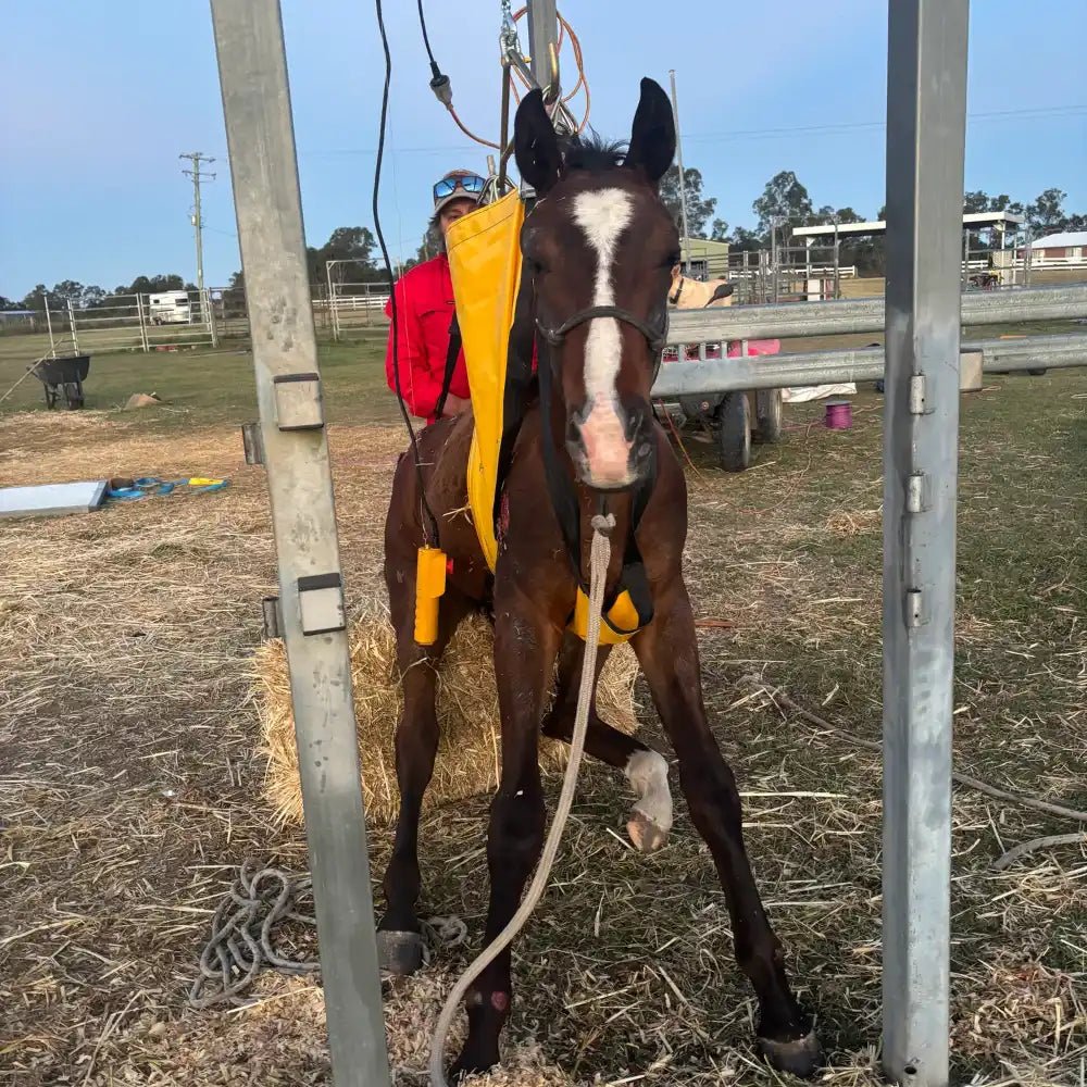 13006 - Animal Health - Supreme Cow Lifter Sling - Medium - Austral Ag