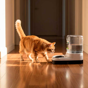 Water Dispenser 3L - Animal Accessories - Austral Ag