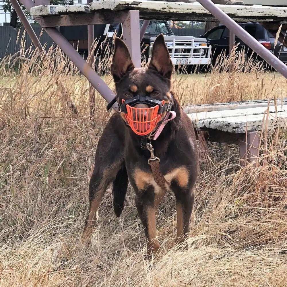 18292 - Animal Accessories - Working Dog Muzzle Wire - Austral Ag